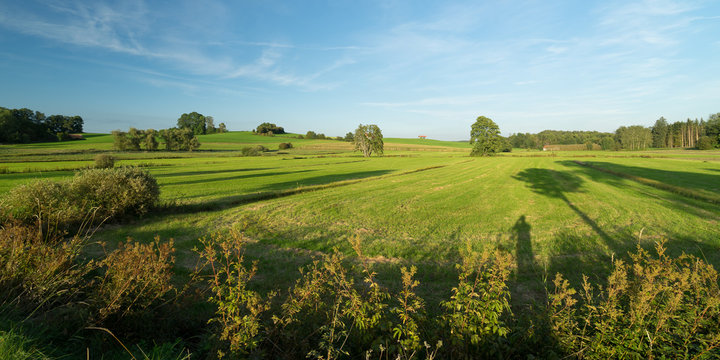 Wiese