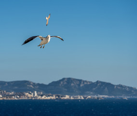 Fototapeta na wymiar closeup of seagulls during flight in front of vesuv mountain
