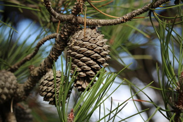 pomme de pin dans arbre pin