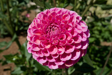 pink rose in the garden