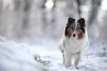 Sheltie stehend im Schnee. Wald