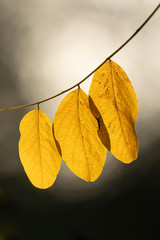 Automn light and Nature, Auvergne, France.