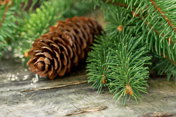 Spruce cones  on the branches of an evergreen tree.