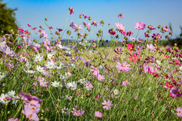 Obraz na płótnie Canvas Beautiful cosmos flower in the meadow.