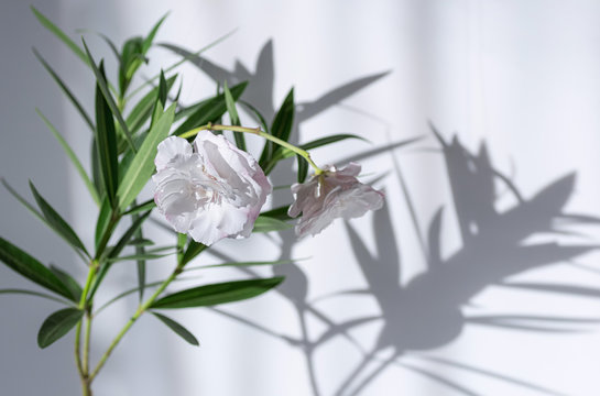 Blooming white nerium oleander. Shadow from a flower on a white wall. Selective focus.