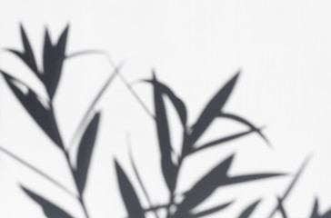 Obraz premium Dark gray shadows of flowers on a white wall. Abstract blurry, defocused background.