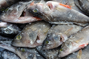 Fish of Europe. Predatory river striped bass with a sharp comb.