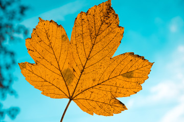 Ahornblatt auf dem blauen Hintergrund