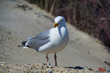 european herring gull on heligoland