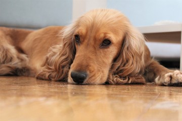 Tired and sad dog lying down floor.