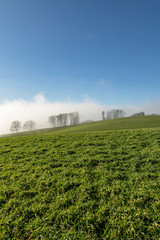 Blick auf eine Wiese im aufsteigenden Nebel