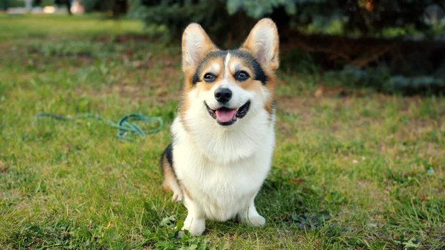 Beautiful puppy welsh corgi pembroke breed sitting on grass in city park breathing smling with tongue out, animal is friendly and happy. No people are visible.