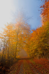 Naklejka na ściany i meble Herbststimmung im Wald mit Nebel 
