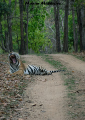 Naklejka na ściany i meble Royal Bengal Tiger India