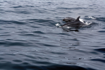 Two dolphins at sea