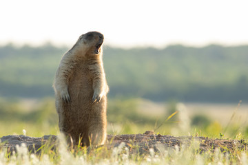 Marmota bobak stands on its hind legs near the burrow and screams. It's like he's singing. Beautiful morning light. A life-size portrait of the animal. The background is blurred.