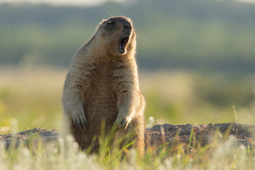 The Groundhog stands on its hind legs near the burrow and whistles. Eyes closed, as if he is singing. Beautiful morning light. A life-size portrait of the animal.