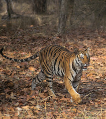 Fototapeta na wymiar Royal Bengal Tiger India