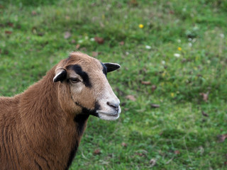 Braunes Schaf steht auf der Wiese