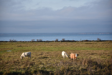 Obraz premium Grazing cattle by fall season in a coastal grassland