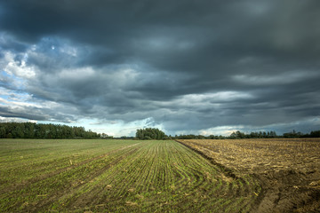 Young plants on the field, dark clouds on the sky