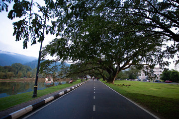 view road and big tree in taiping