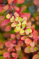 plant with pink leaves on blurred background, close view  
