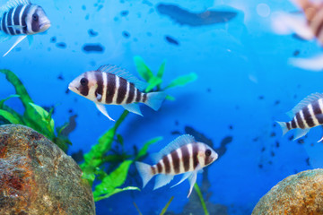 Beautiful underwater world with tropical fish. Fish swimming in clear blue water with air bubbles.
