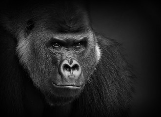 Gorilla portrait in black and white. Closeup of a dangerous-looking silverback.
