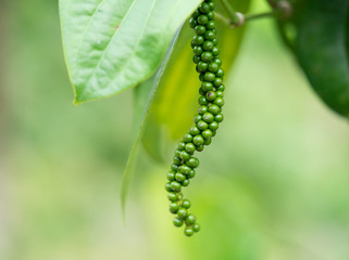 Close-up of fresh live green peper in Vietnam.Fresh Piper on its tree. food ingredient/ flavoring...