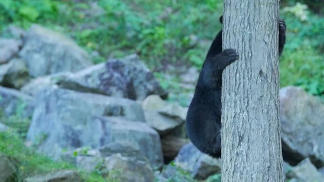 Black bear climbs down a tree with large rocks behind