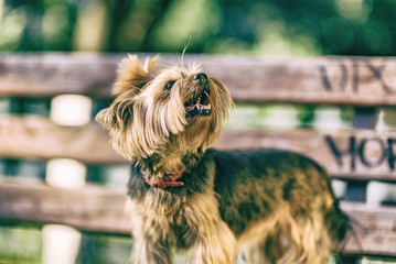 Yorkshire terrier in the park. Photographed in high-key.