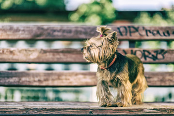 Yorkshire terrier in the park. Photographed in high-key.