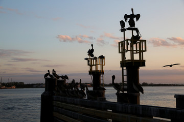 Pelicans in Silhouette at the Ferry Dock on Amelia Island, Florida