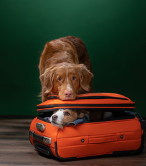 two dogs help get ready for a trip. Pet with a suitcase. Nova Scotia Duck Tolling Retriever and...