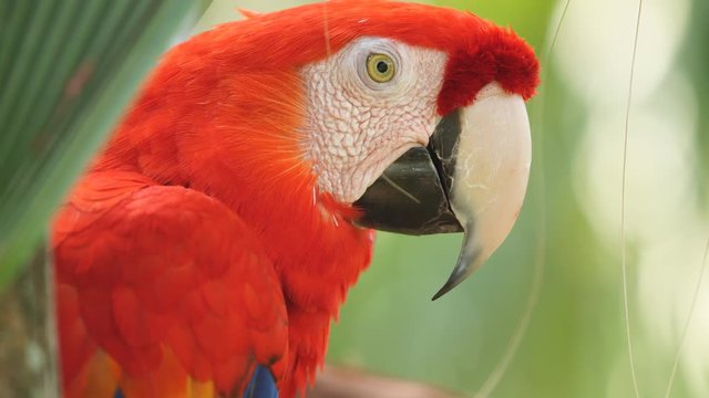 scarlet macaw parrot