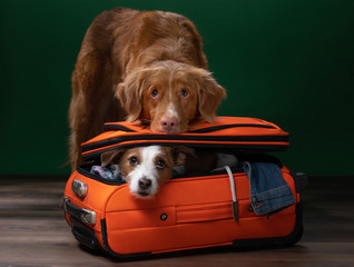 two dogs help get ready for a trip. Pet with a suitcase. Nova Scotia Duck Tolling Retriever and...