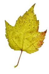 Yellow Maple Leaf