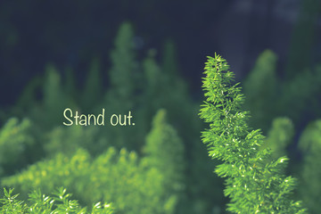 Motivational message with a plant standing out