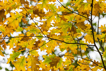 Automn light and Nature, Auvergne, France.