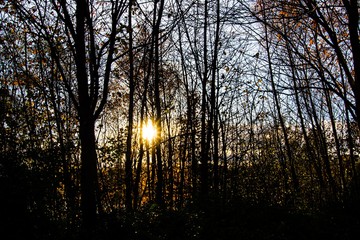 sunset in the forest