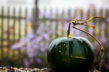Autumn backgrounds of melon leaves