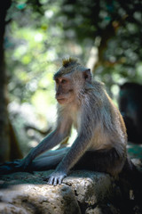 Affe beim essen vorbereiten fressen monkey wild