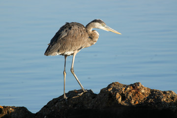 Great Blue Heron Fishing at Little Talbot Island