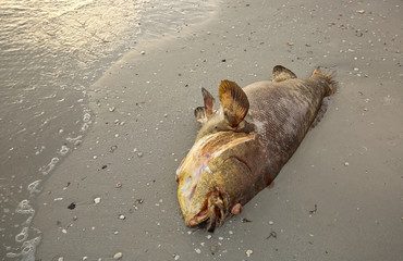 Dead grouper overcome by red tide washes ashore on Fort Myers Beach.  Red tides are estimated to...