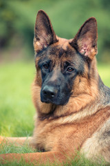 Female purebred German Shepherd outdoors. Dog portrait on green background. Green summer garden.