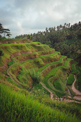 Reis Felder in Indonesien