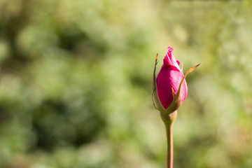 pink rose bud on green natural bokeh background