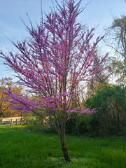 Fototapeta premium tree in park