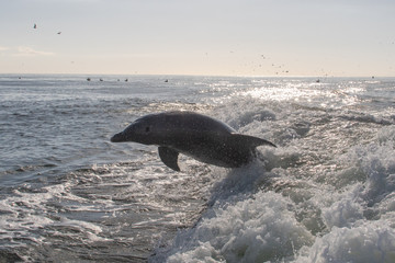 Delfine in Florida © Boris